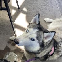 Woody's Diner restaurant view 1