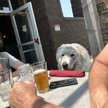 Copper Boar American Pub restaurant view 1