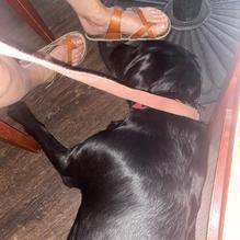 Mad Pecker Brewing Co. restaurant view 1