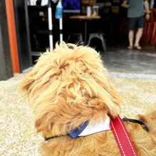 Gallant Fox Brewing - Mount Washington restaurant view 1