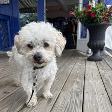 The Fish restaurant view 2