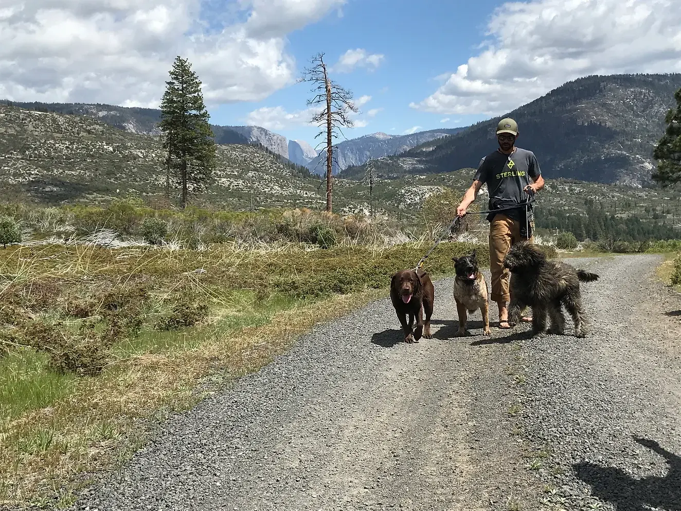 Pet Friendly Yosemite K9 Kennels