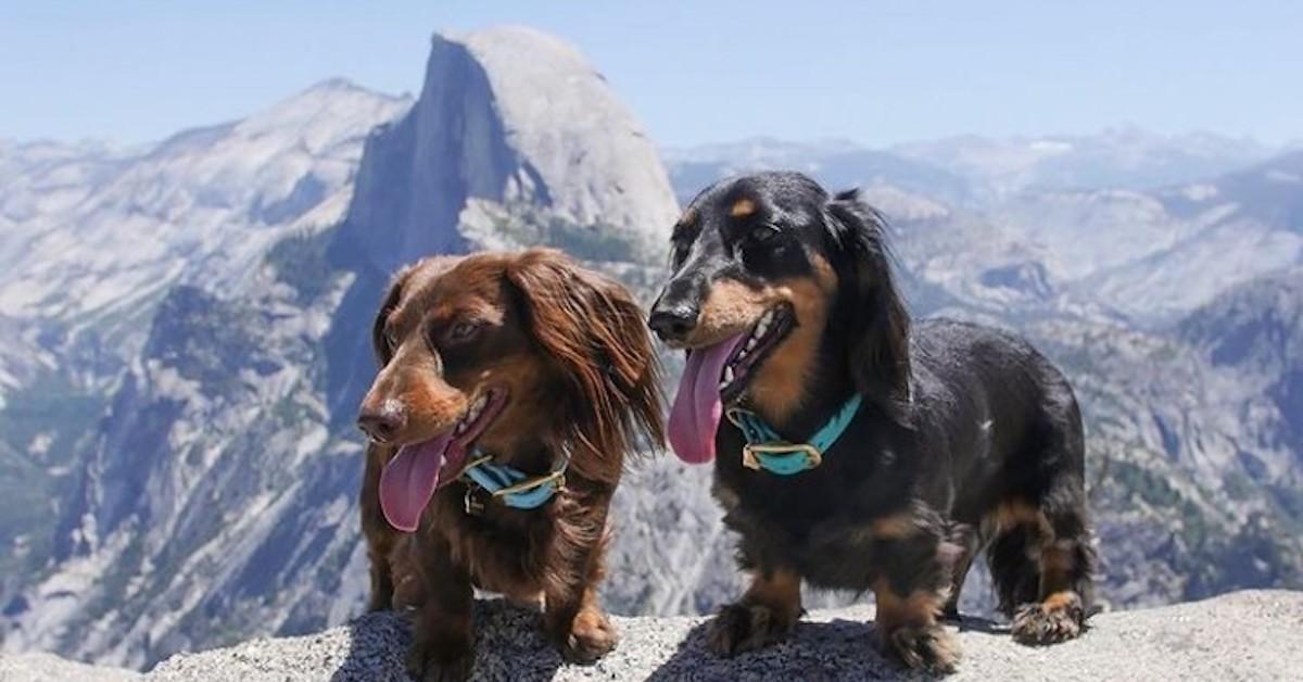 Can I Bring My Dog to Yosemite?