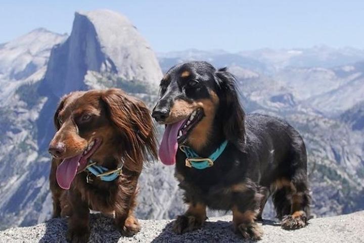 How to visit Yosemite National Park with your dog.