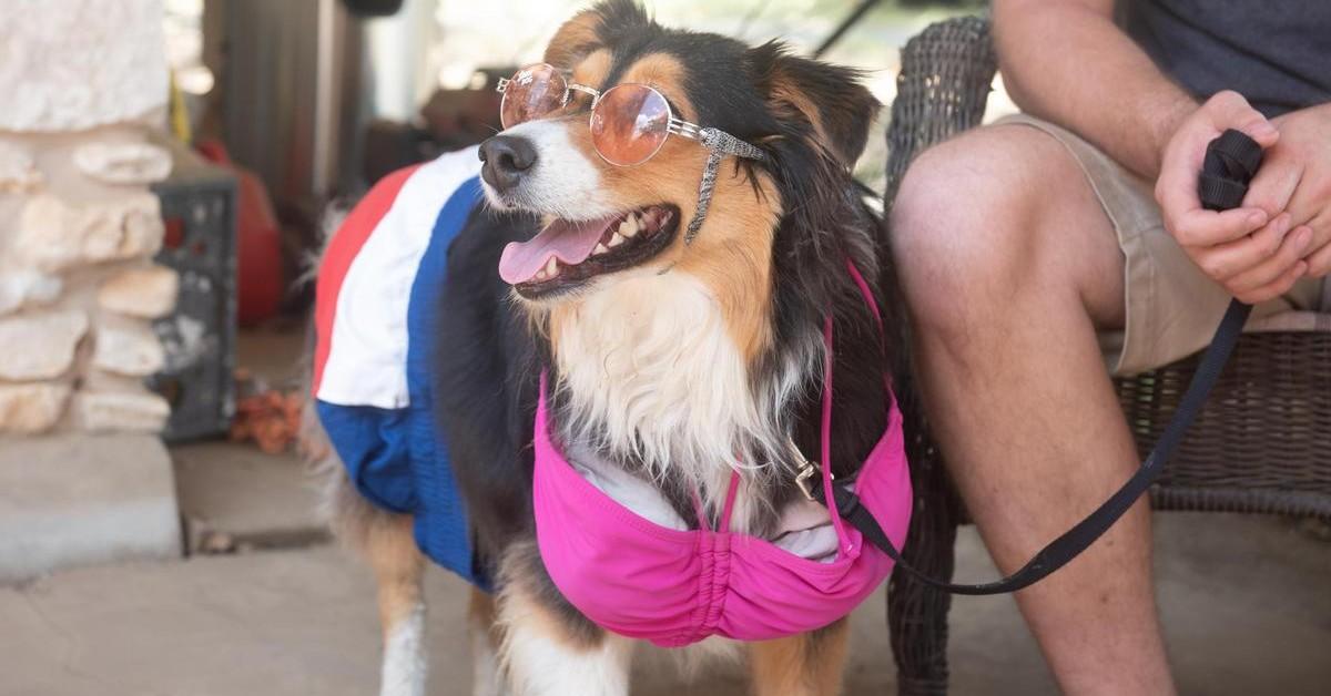 July’s Best Dog-Friendly Events