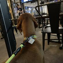 Oz Tap House restaurant view 1