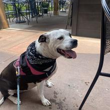 Old Dog Alehouse & Brewery restaurant view 3