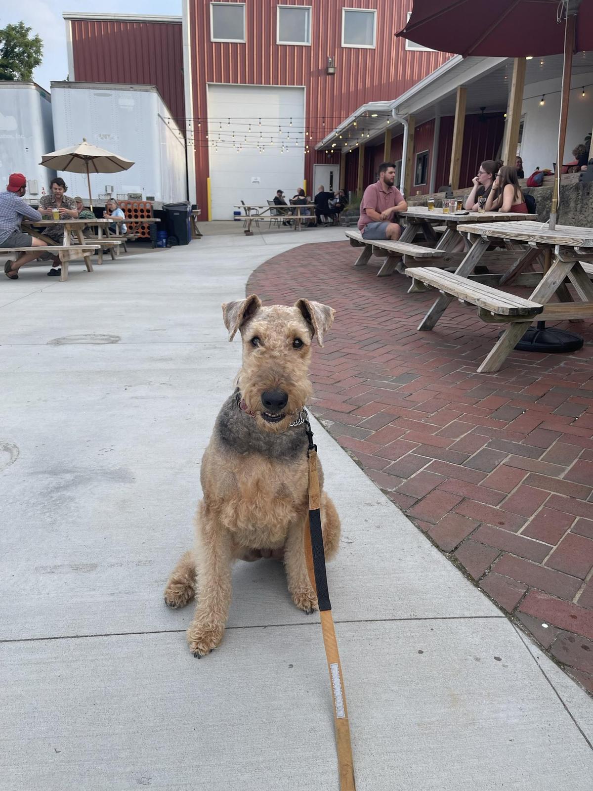 Jackie O's Taproom & Brewery restaurant view 1