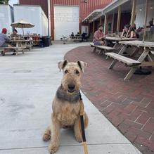 Jackie O's Taproom & Brewery restaurant view 1