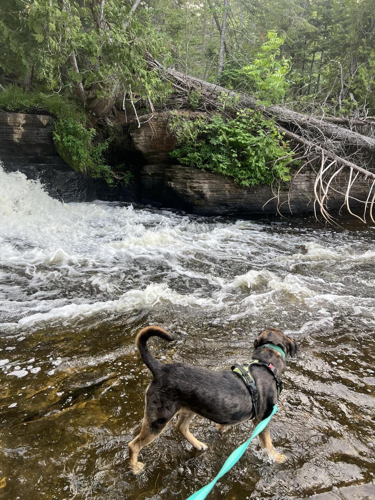 se permiten perros en el parque estatal tahquamenon falls