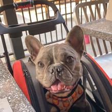 Bad Daddy's Burger Bar Chattanooga restaurant view 4