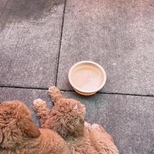 Waxy O'Shea's Irish Pub restaurant view 2