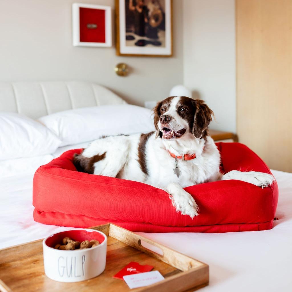 New Pet-Friendly Hotels: December 2022 - BringFido