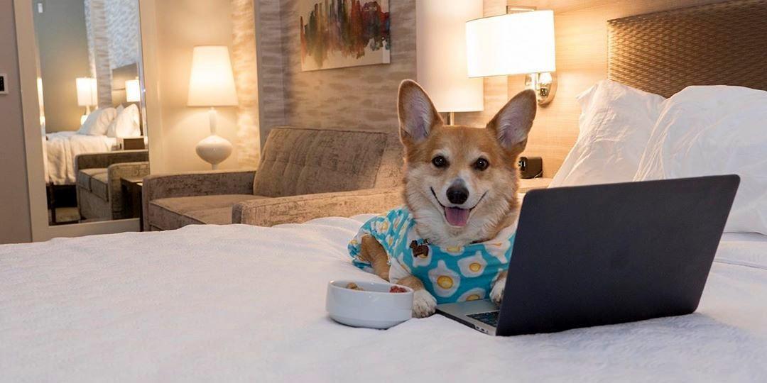 New Pet-Friendly Hotels: July 2023 - BringFido