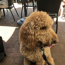 McMenamins Highland Pub and Brewery restaurant view 1