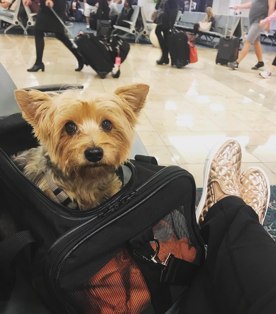 Can I Bring My Dog on JetBlue BringFido