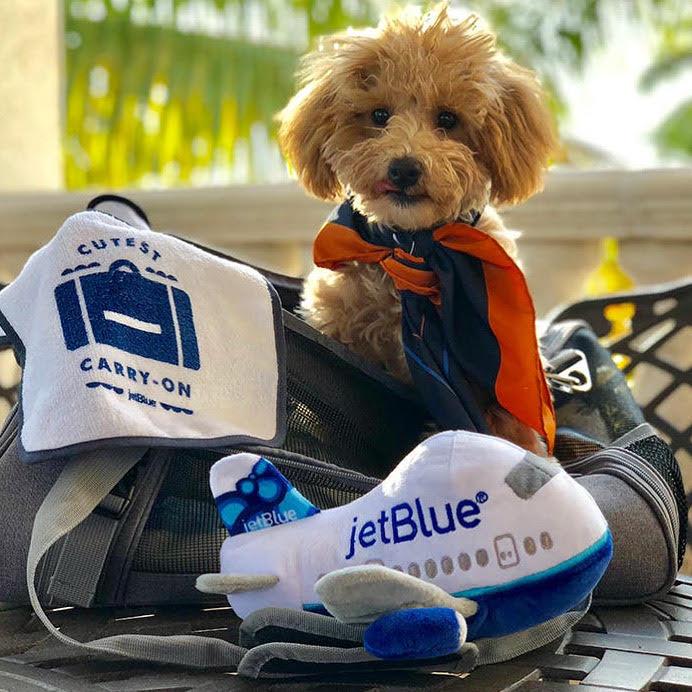 Jetblue on sale large dogs