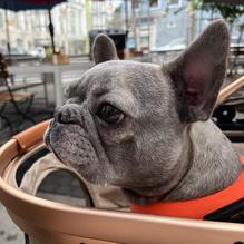 Big Bad Breakfast restaurant view 1