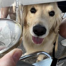 Royal Oak Taphouse restaurant view 2