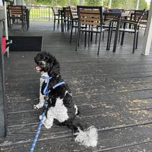 Athens Boathouse restaurant view 3