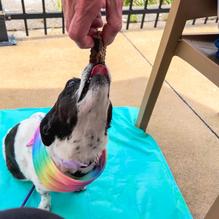 Creve Coeur Lakehouse Bar & Grill restaurant view 1