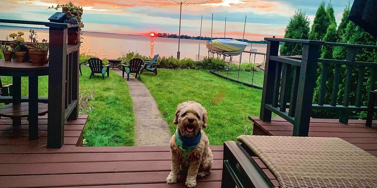 Dog friendly airbnb sale