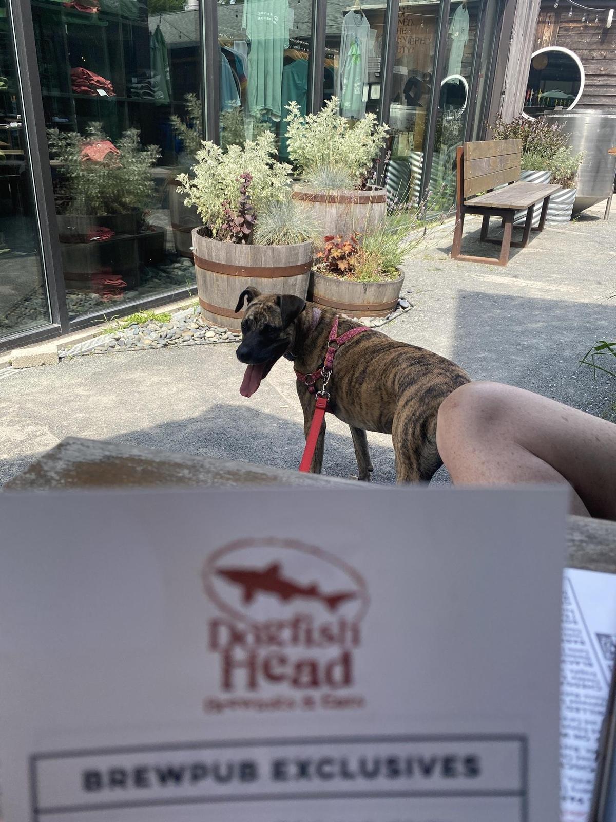 Dogfish Head Brewings & Eats restaurant view 1