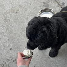 The SnakeBite Restaurant restaurant view 1