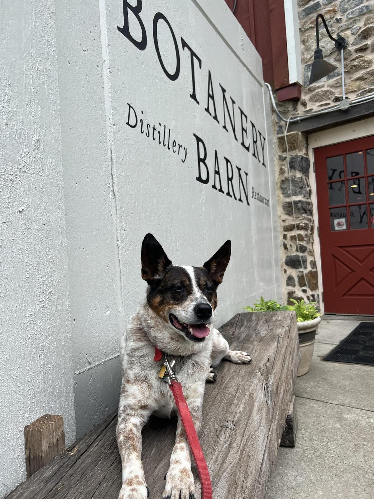 Brandywine Branch Distillery & Bistro restaurant view 1