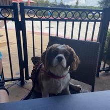 Groovy Goat restaurant view 3