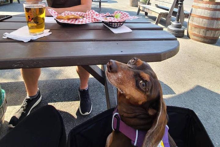 Pet Friendly Laughing Dog Brewing