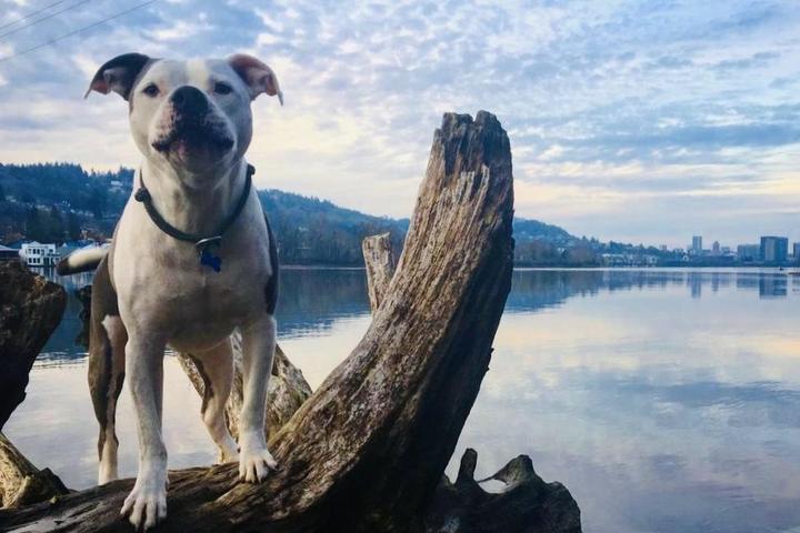 A Weekend in Dog-Friendly Portland, Oregon