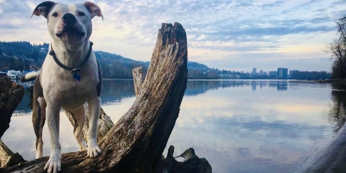 A Weekend in Dog-Friendly Portland, Oregon - BringFido