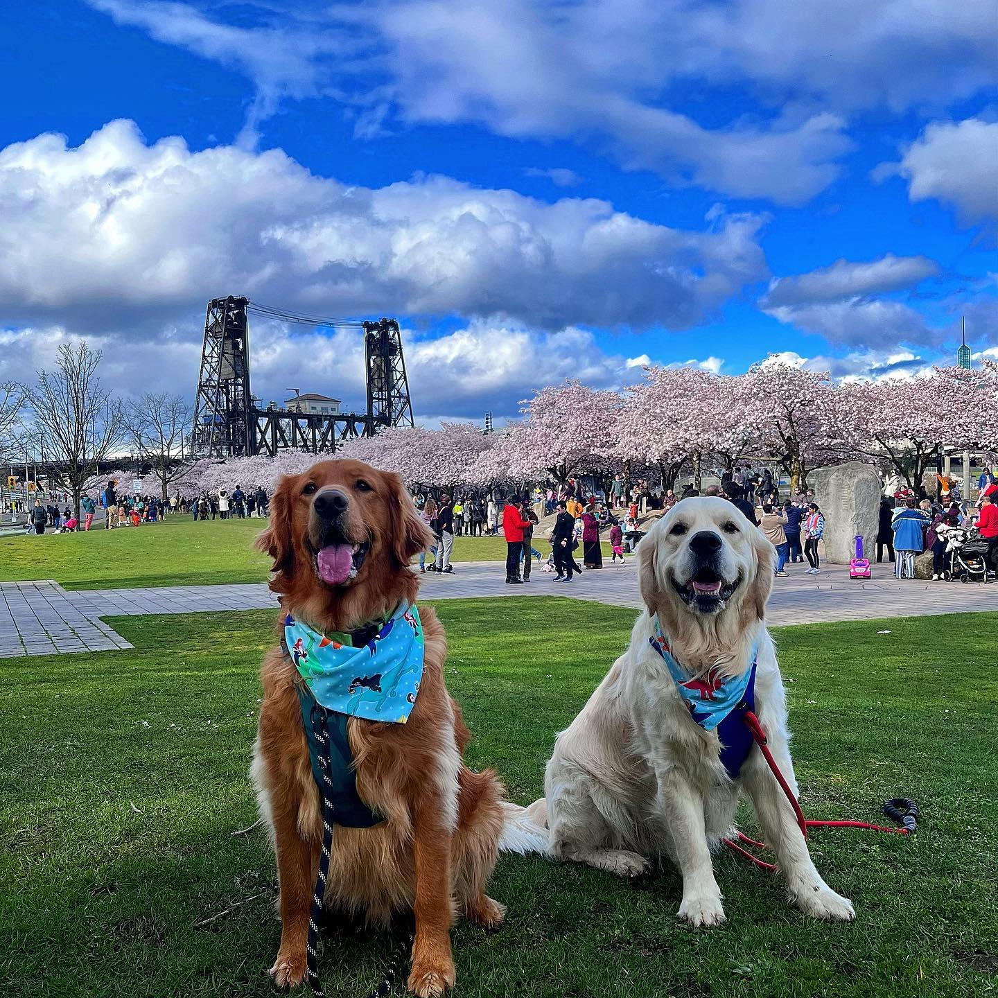 Pet Friendly Tom McCall Waterfront Park