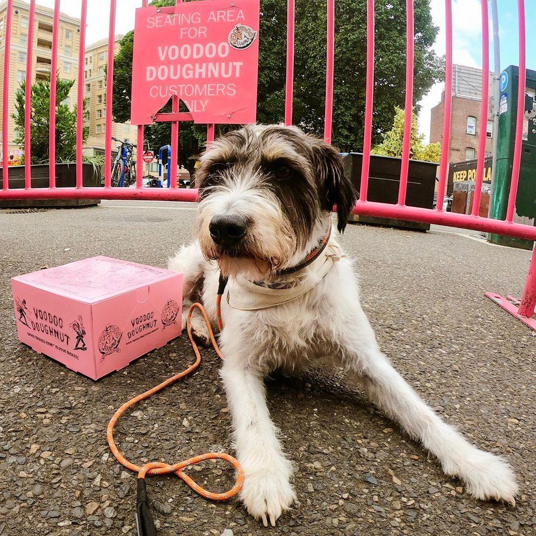A Weekend in Dog-Friendly Portland, Oregon - BringFido