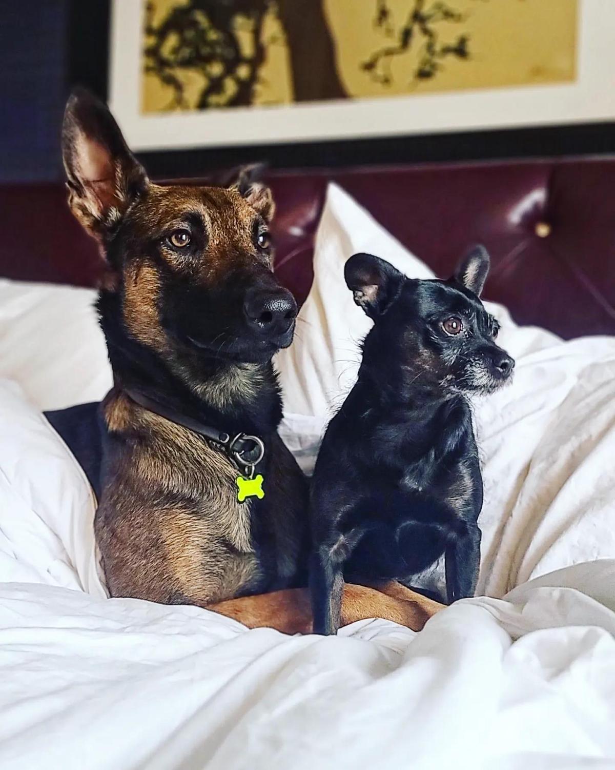 A Weekend in Dog-Friendly Portland, Oregon - BringFido