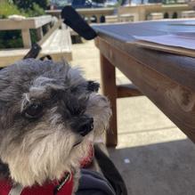 7 Devils Brewing Co. restaurant view 2