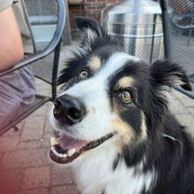 Woodman's Brew Pub restaurant view 1