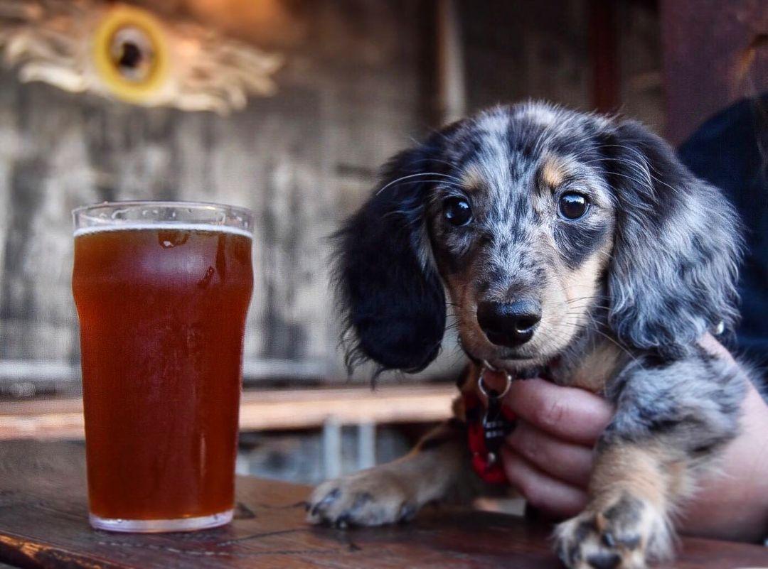Pet Friendly Lucky Labrador Beer Hall