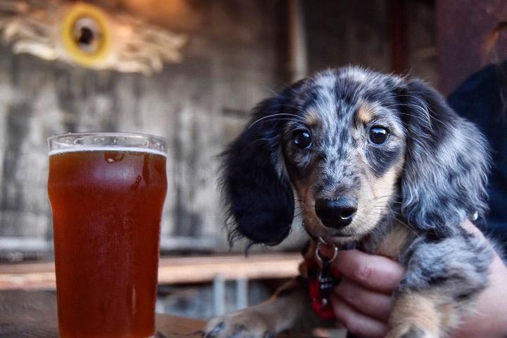 Pet Friendly Lucky Labrador Beer Hall
