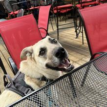 Duggan's Boundary Irish Pub restaurant view 1