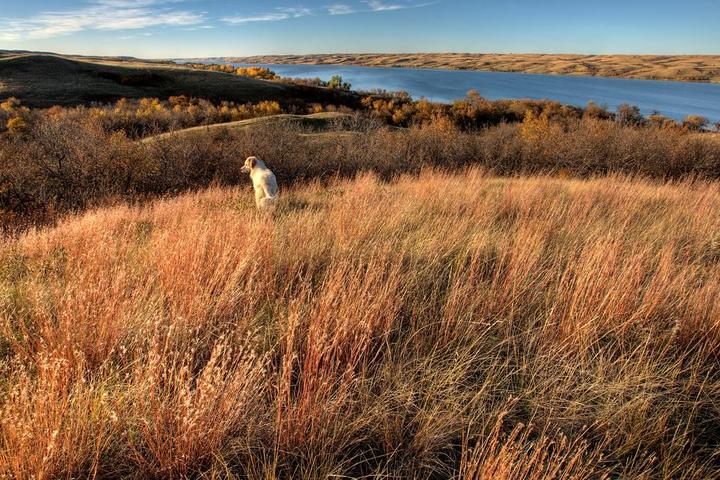 Pet friendly things to do in Saskatchewan.