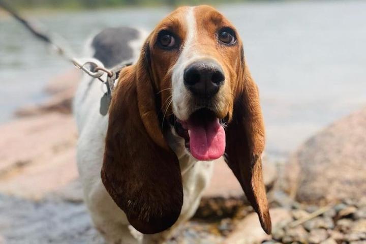 Adorable Bassett Hound visits Lake Itasca.