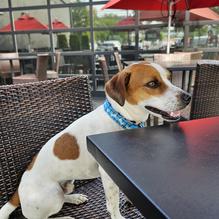 P.J. Whelihan's Pub + Restaurant restaurant view 1