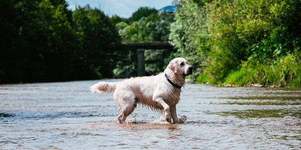 Riverfront Rentals for Rover - BringFido