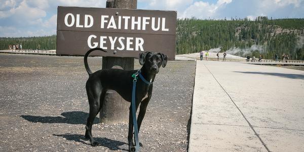 Can I Bring My Dog to Yellowstone?