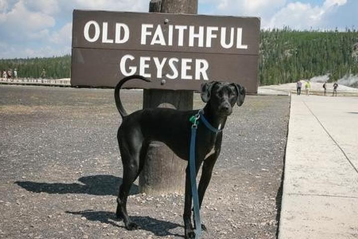 Ace at Old Faithful Geyser
