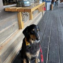 Half Hitch Brewing Company restaurant view 3