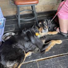 Half Hitch Brewing Company restaurant view 1