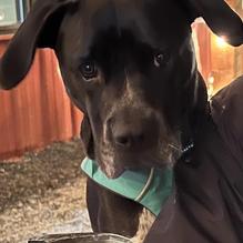 Mason's Brewing Co. restaurant view 3